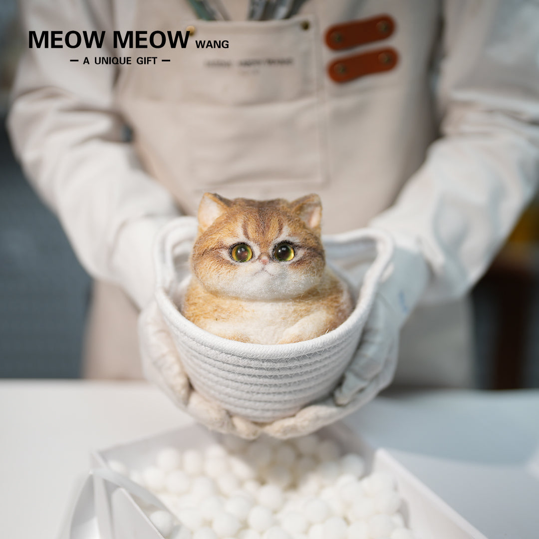 C29:A Unique Golden Shaded Tabby Cat