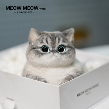 C28:British Shorthair Silver Shaded Mixed Breed Cat