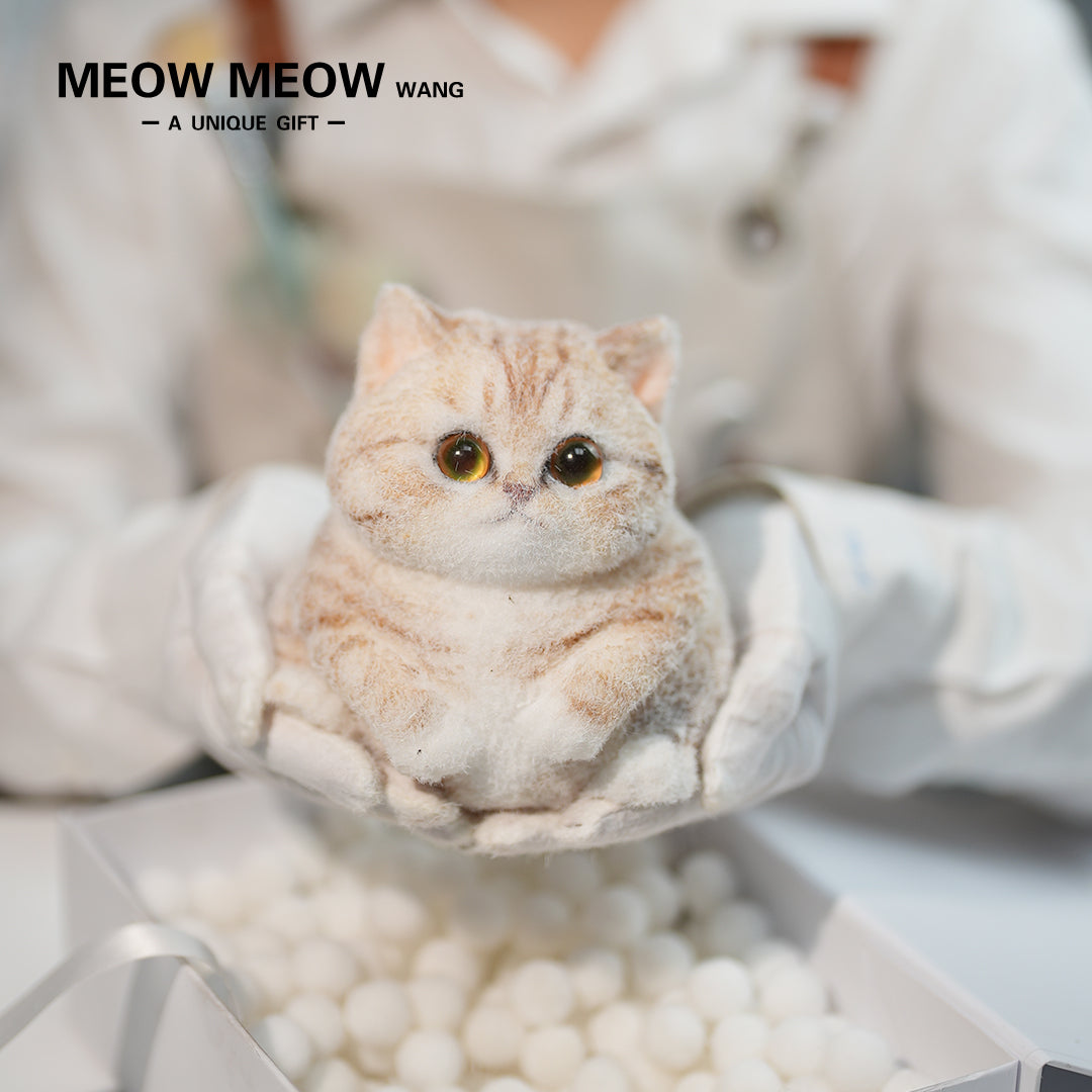 C30:Orange And White Tabby Cat