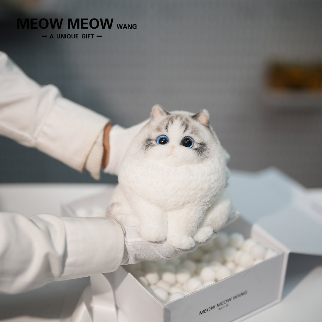 A17:Chubby And Cute Ragdoll Cat