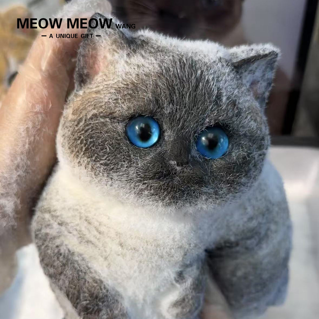 C01:Chubby Siamese Cat With Rare Eyes