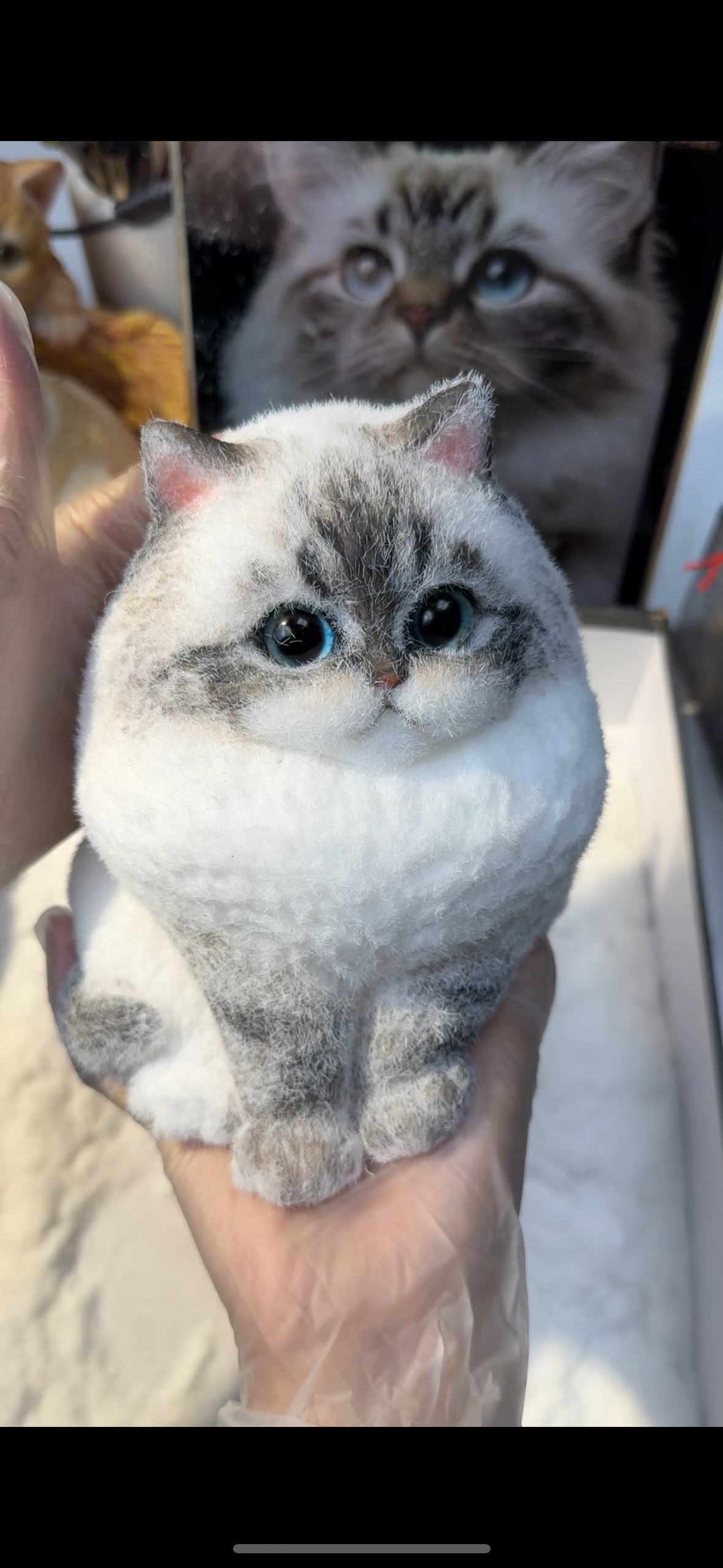 A003: Customized Long-haired Cat ----'chat' icon on the left bottom to send photos to us