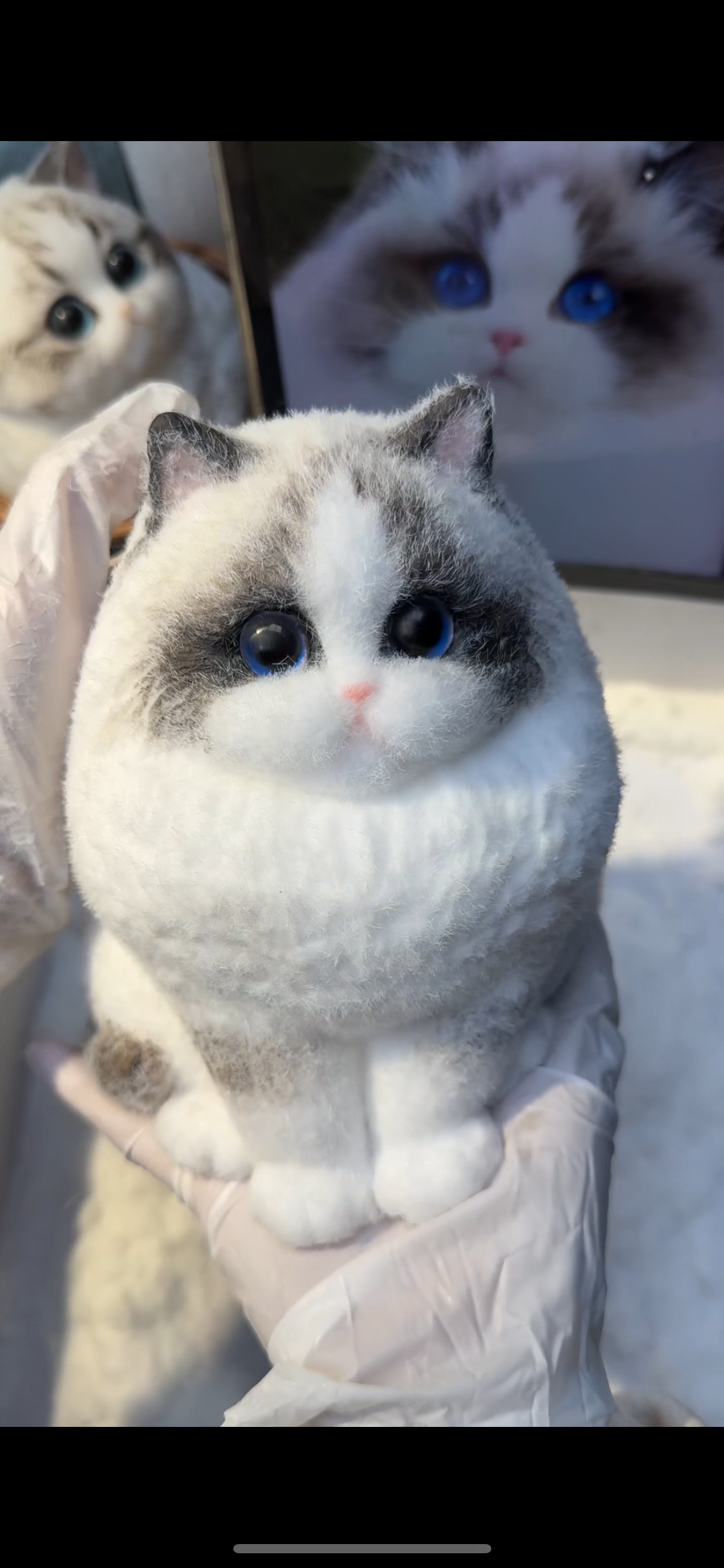 A003: Customized Long-haired Cat ----'chat' icon on the left bottom to send photos to us