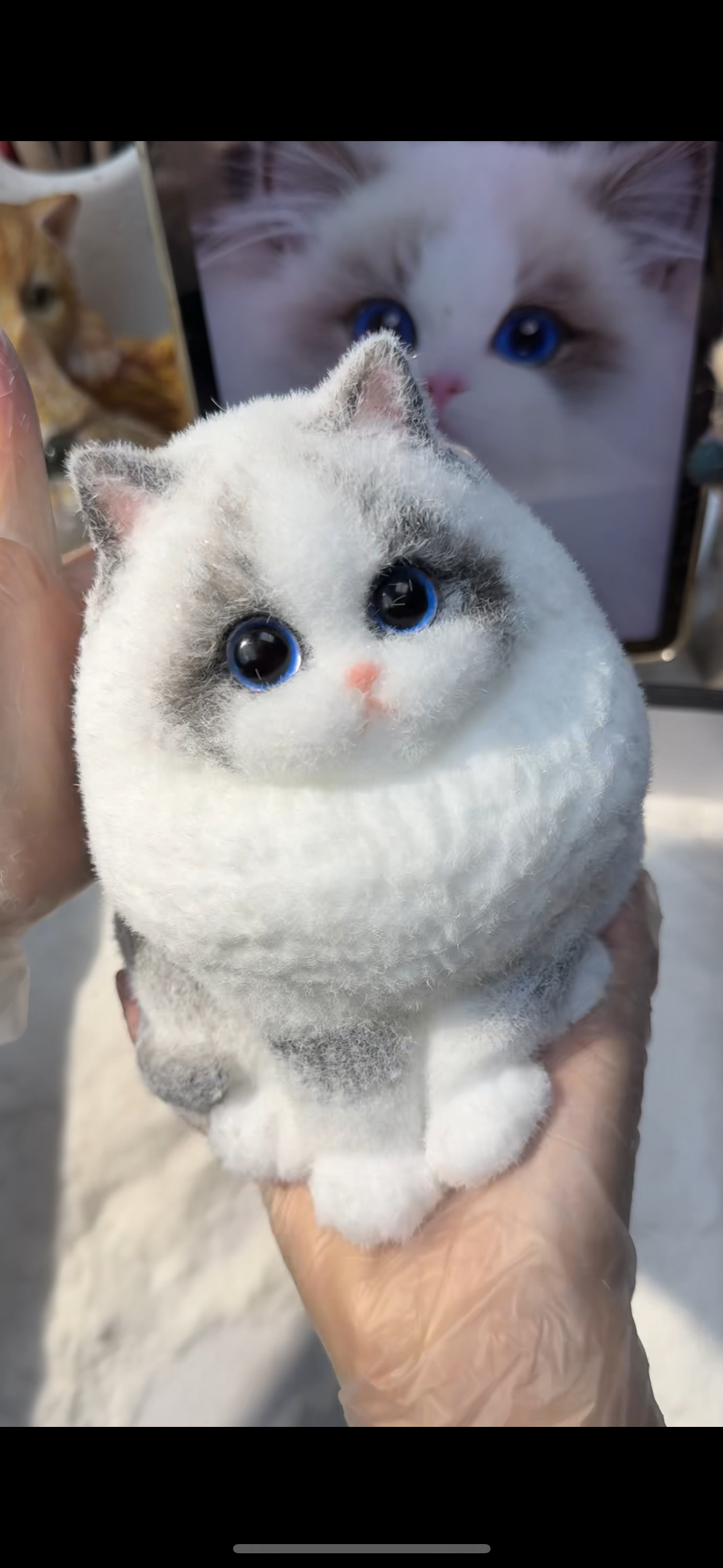 A003: Customized Long-haired Cat ----'chat' icon on the left bottom to send photos to us