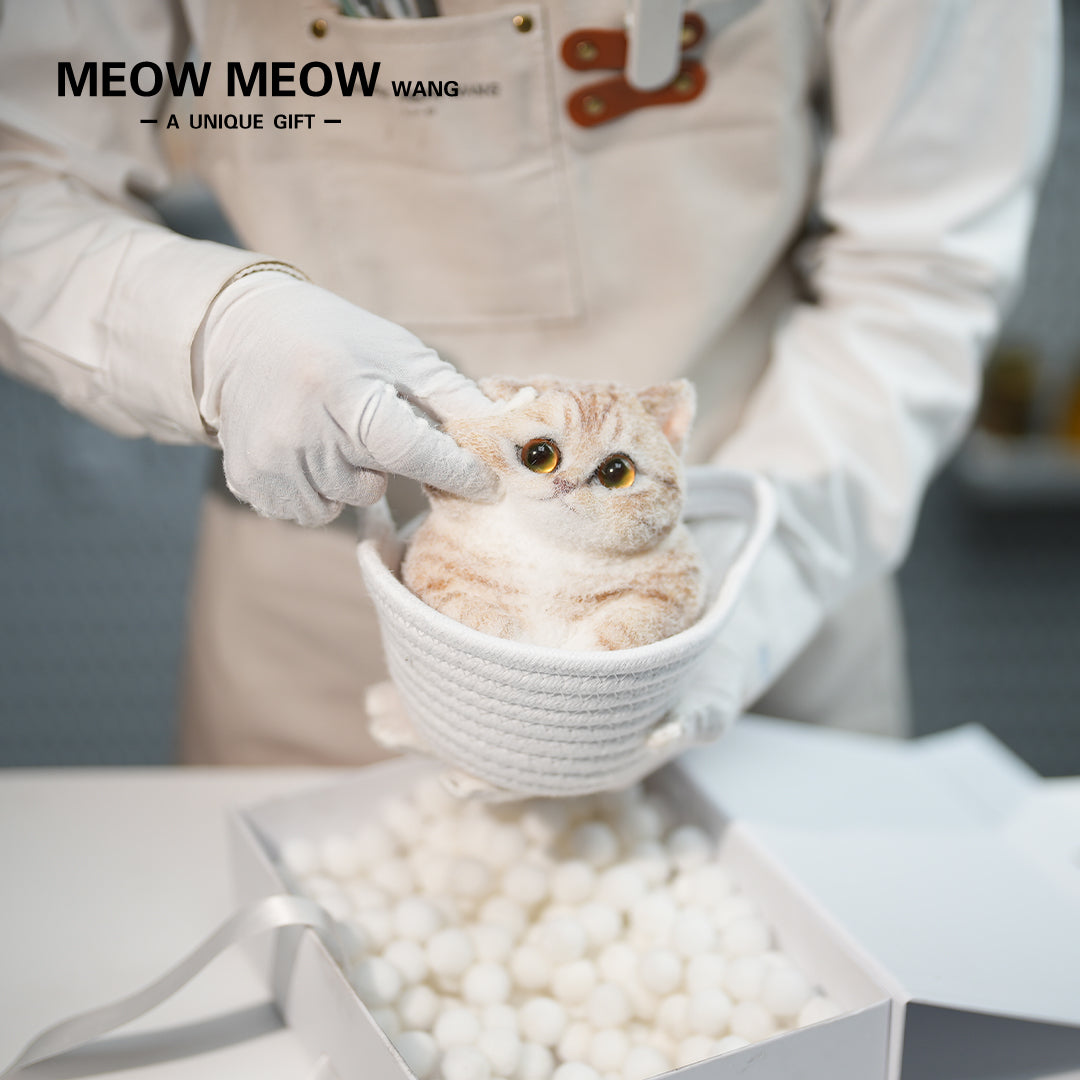 C30:Orange And White Tabby Cat