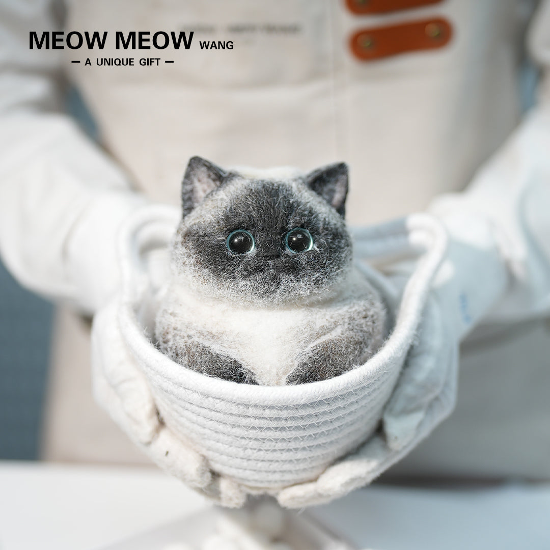 C40:Point-Coloured Siamese Cat