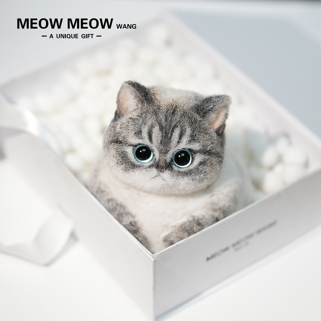 C28:British Shorthair Silver Shaded Mixed Breed Cat