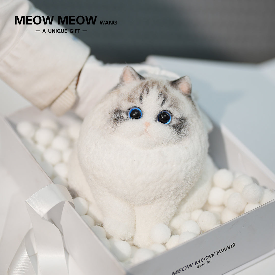 A17:Chubby And Cute Ragdoll Cat