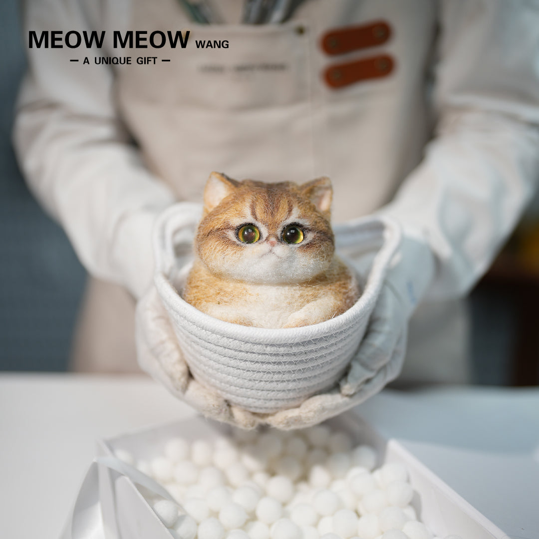 C29:A Unique Golden Shaded Tabby Cat