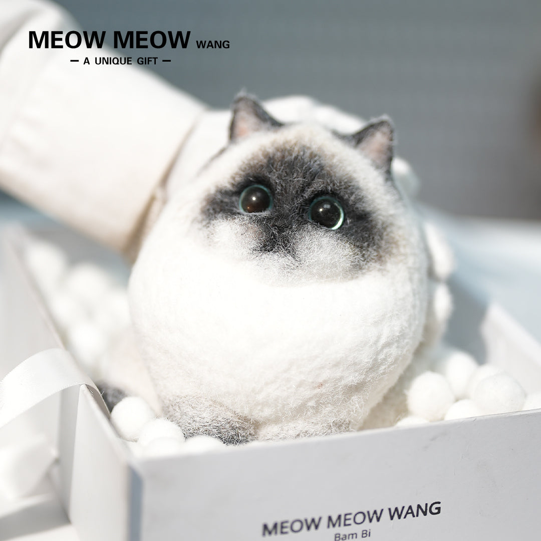 A21:Unique Long-Haired Siamese Cat