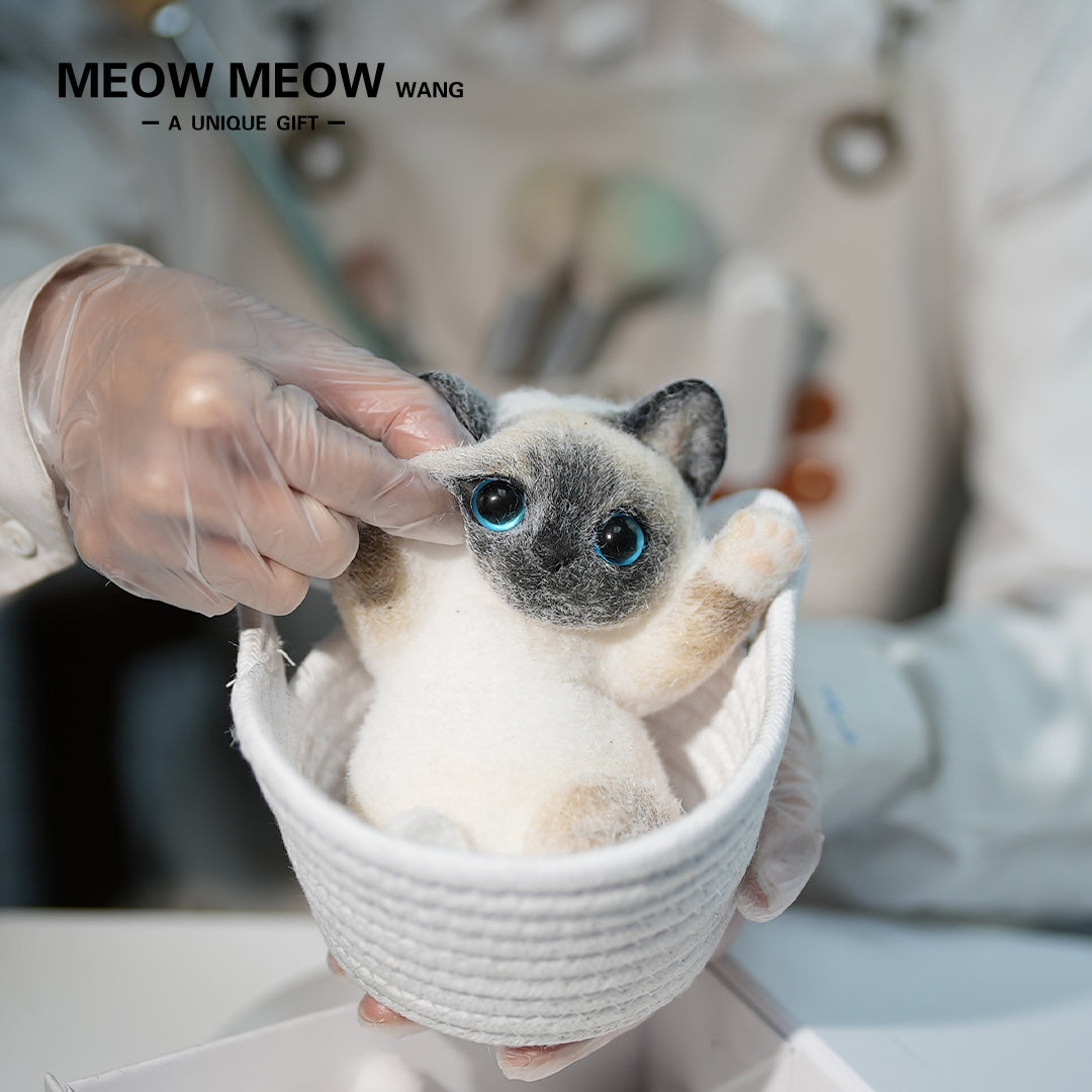 B19:Light-Coloured Siamese Kitten