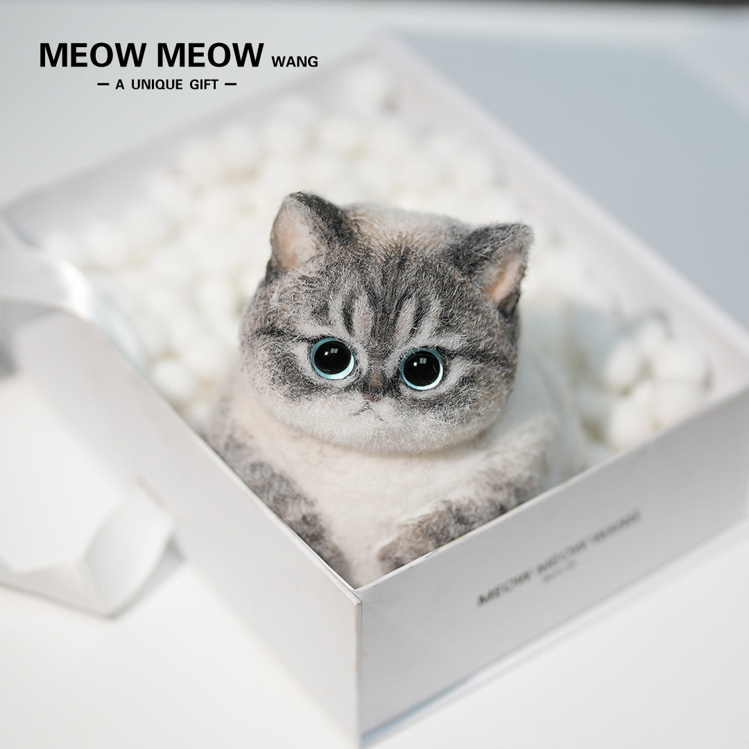 C28:British Shorthair Silver Shaded Mixed Breed Cat