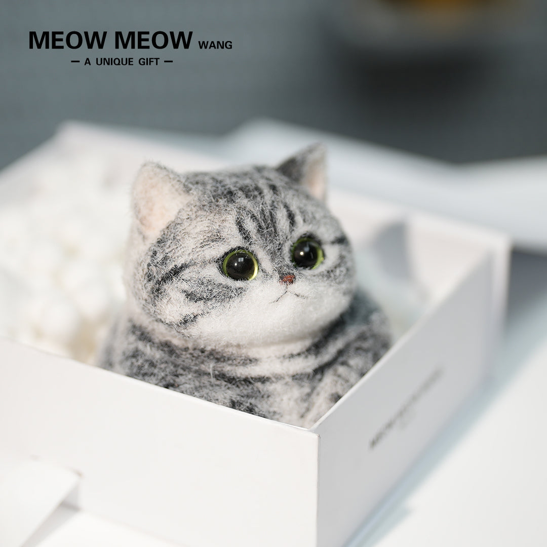 C25:A Chubby Silver-Grey Cat