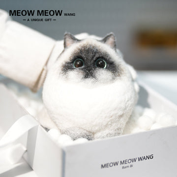 A21:Unique Long-Haired Siamese Cat