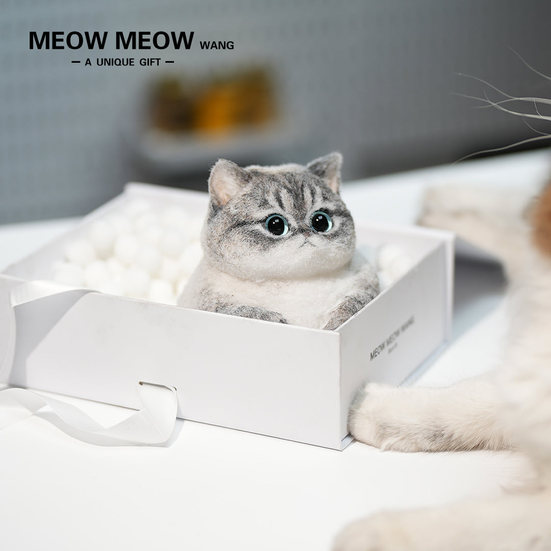 C28:British Shorthair Silver Shaded Mixed Breed Cat