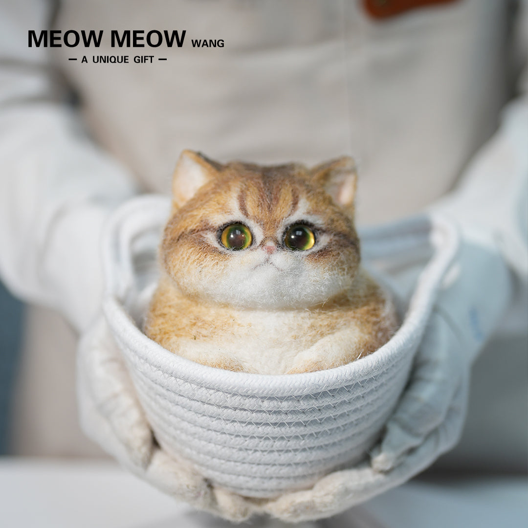 C29:A Unique Golden Shaded Tabby Cat