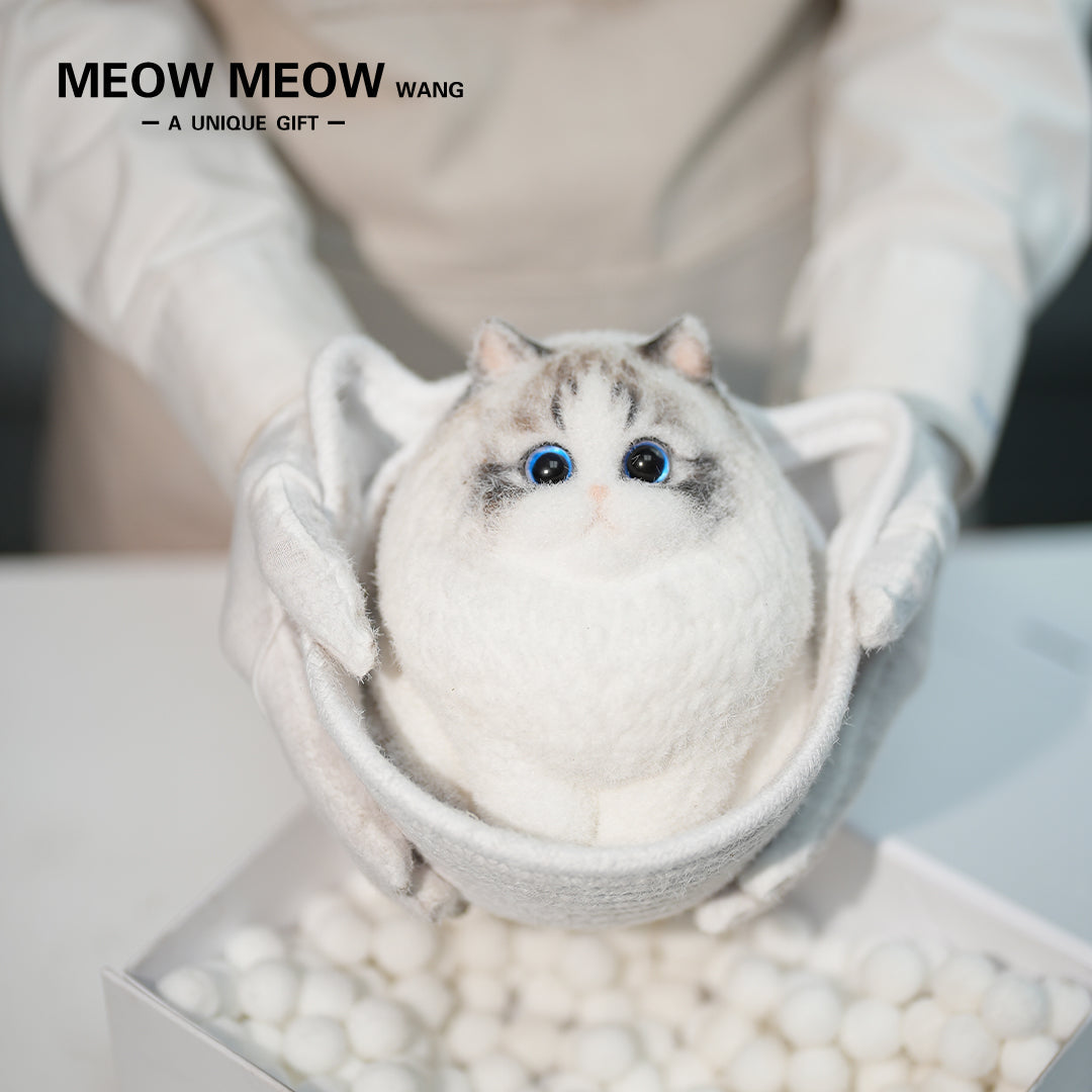 A17:Chubby And Cute Ragdoll Cat