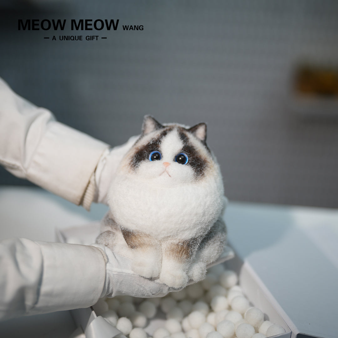 A22:A ColourPoint Ragdoll Cat