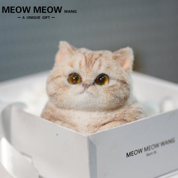 C30:Orange And White Tabby Cat