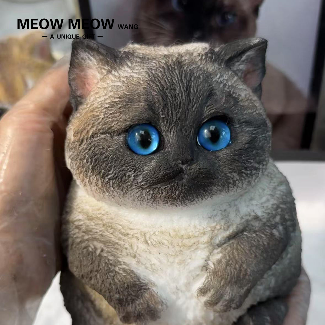 C01:Chubby Siamese Cat With Rare Eyes