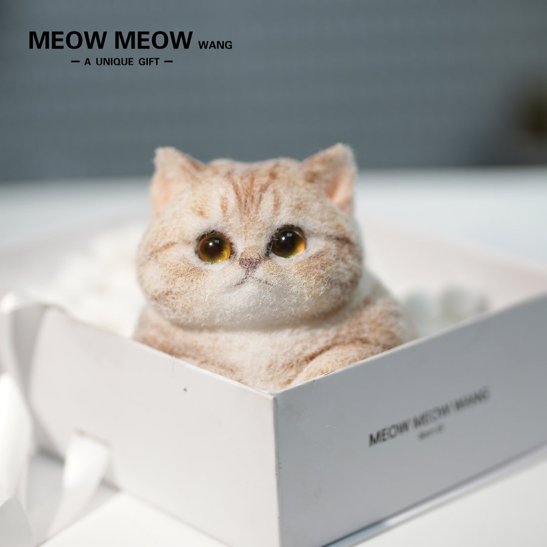 C30:Orange And White Tabby Cat