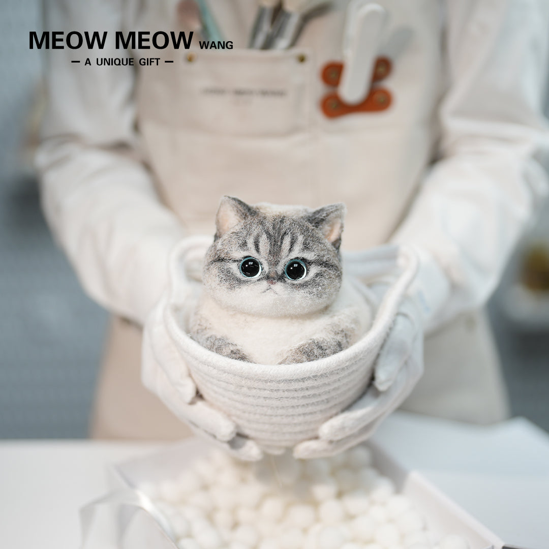 C28:British Shorthair Silver Shaded Mixed Breed Cat