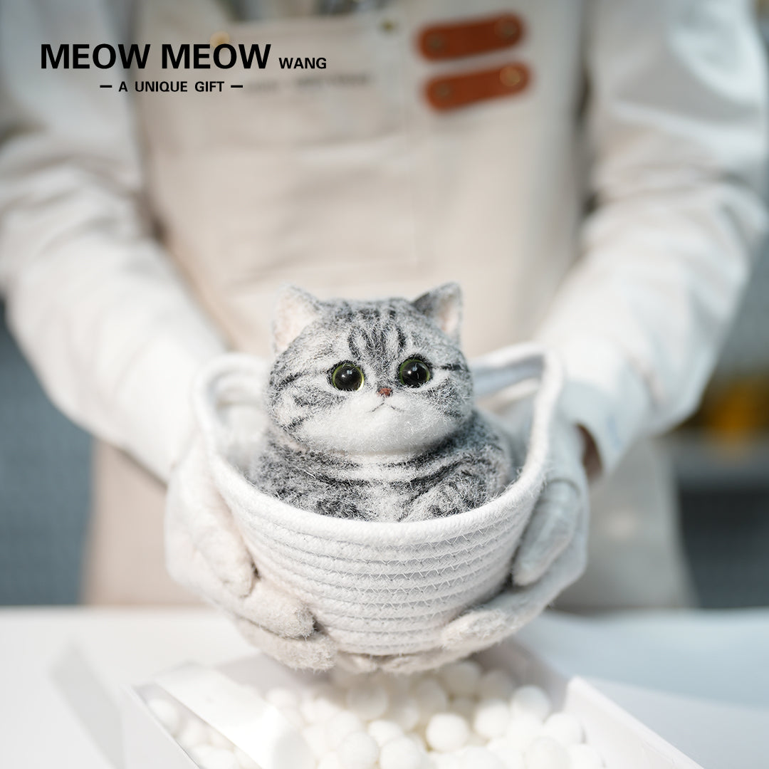 C25:A Chubby Silver-Grey Cat