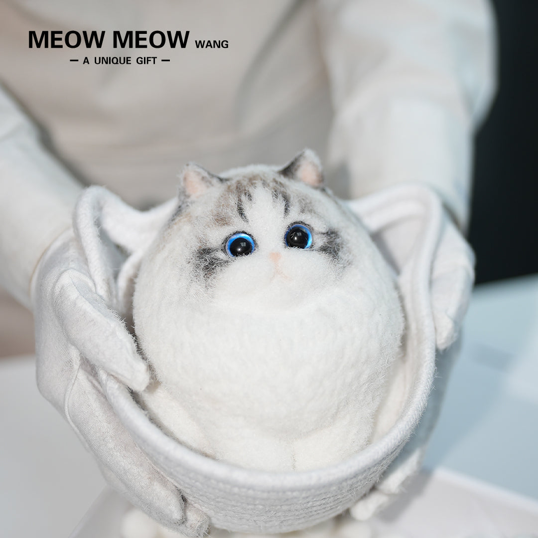 A17:Chubby And Cute Ragdoll Cat