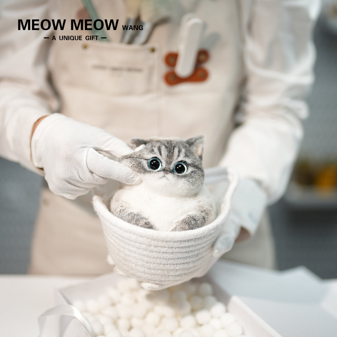 C28:British Shorthair Silver Shaded Mixed Breed Cat