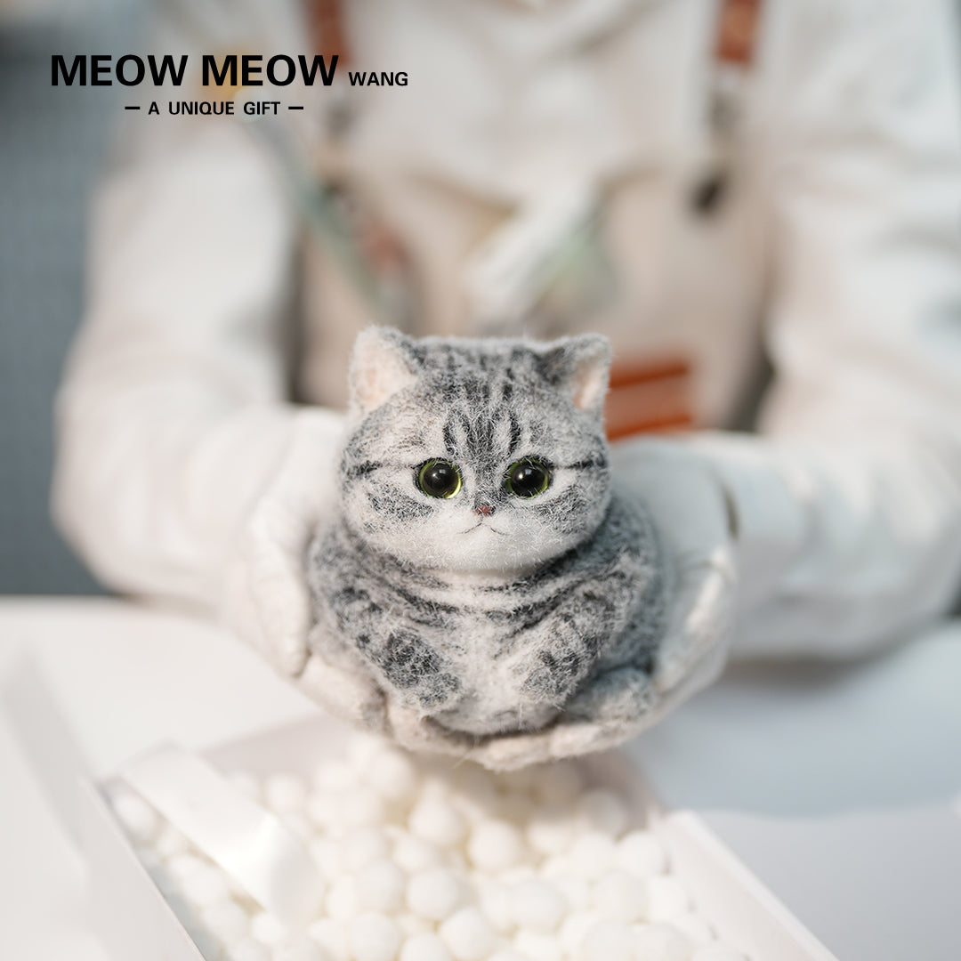 C25:A Chubby Silver-Grey Cat