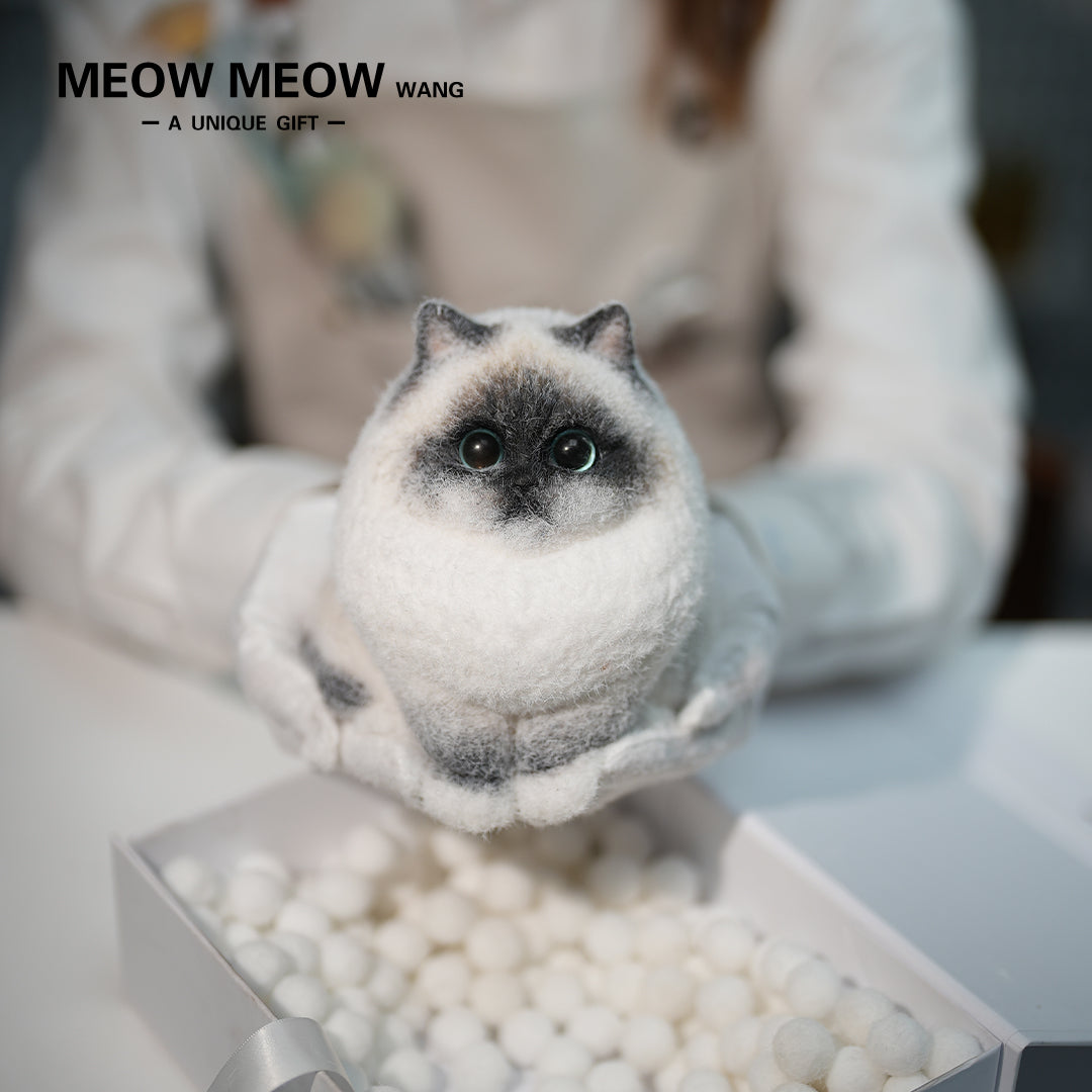 A21:Unique Long-Haired Siamese Cat