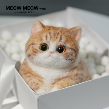 A08:Super Cute Fluffy Orange Cat