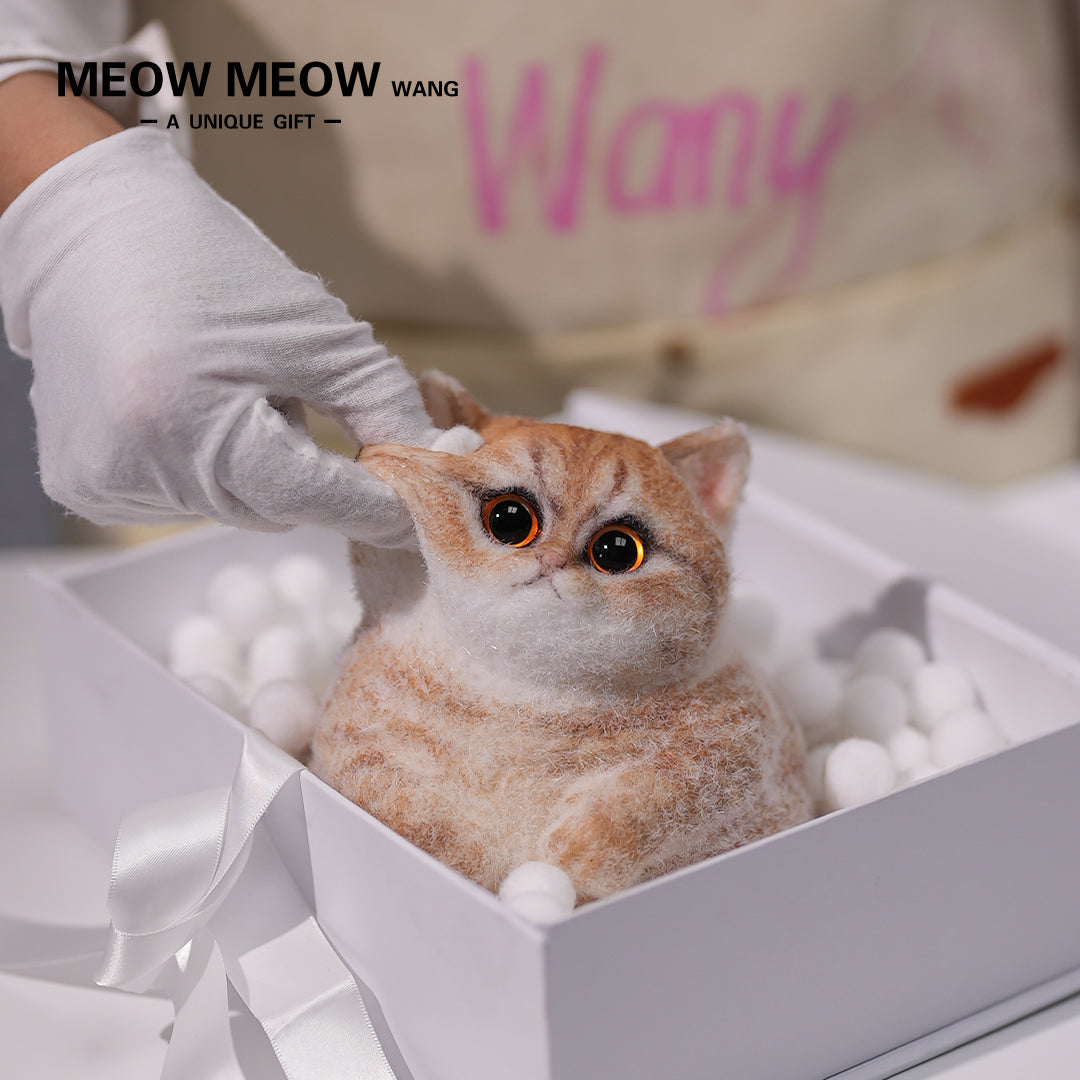 C05:Cute Angry Chubby Squishy Cat
