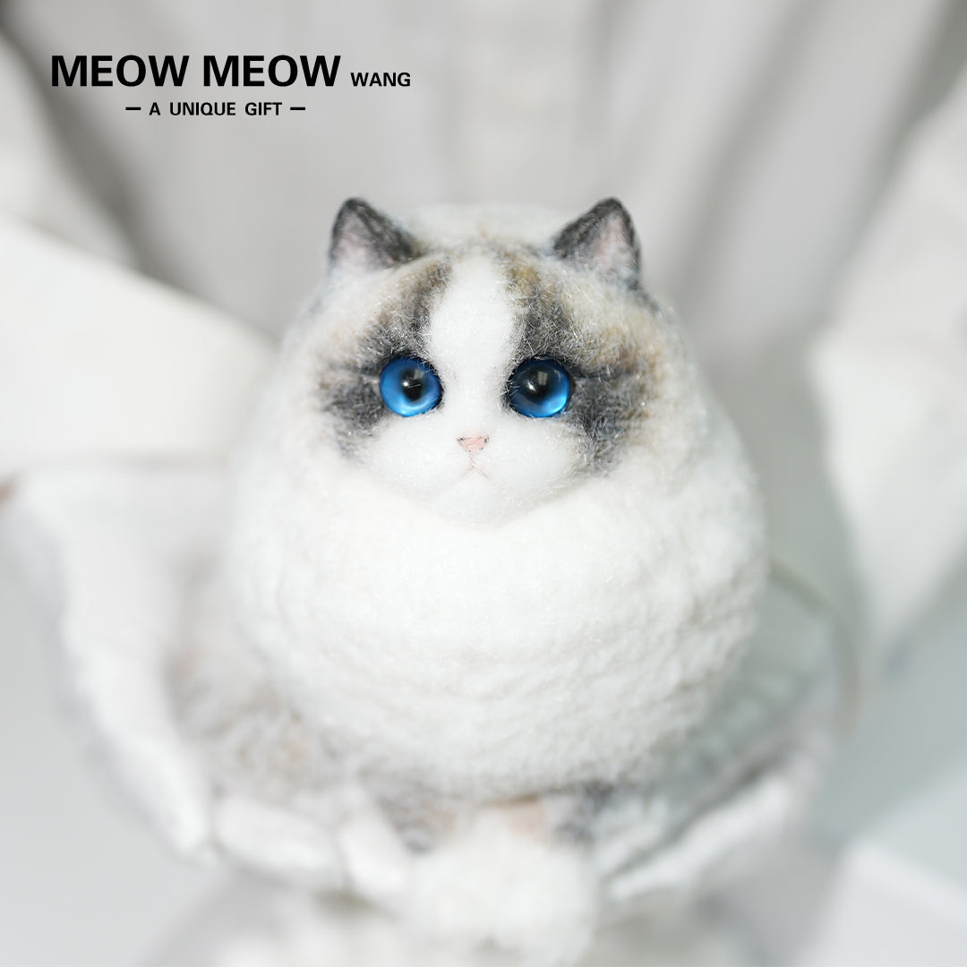 A12:Super Cute Chubby Long-haired Ragdoll Cat
