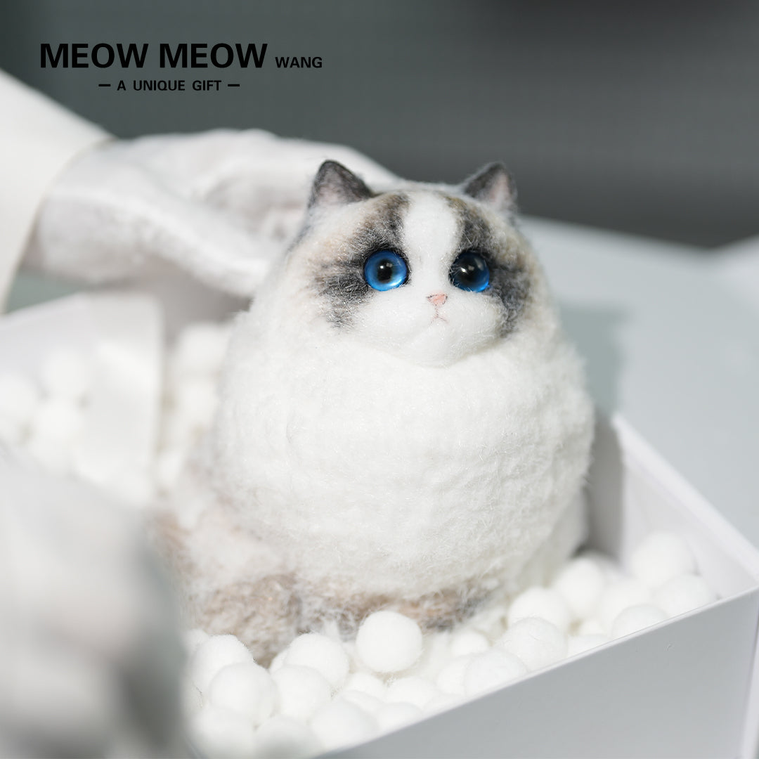 A12:Super Cute Chubby Long-haired Ragdoll Cat