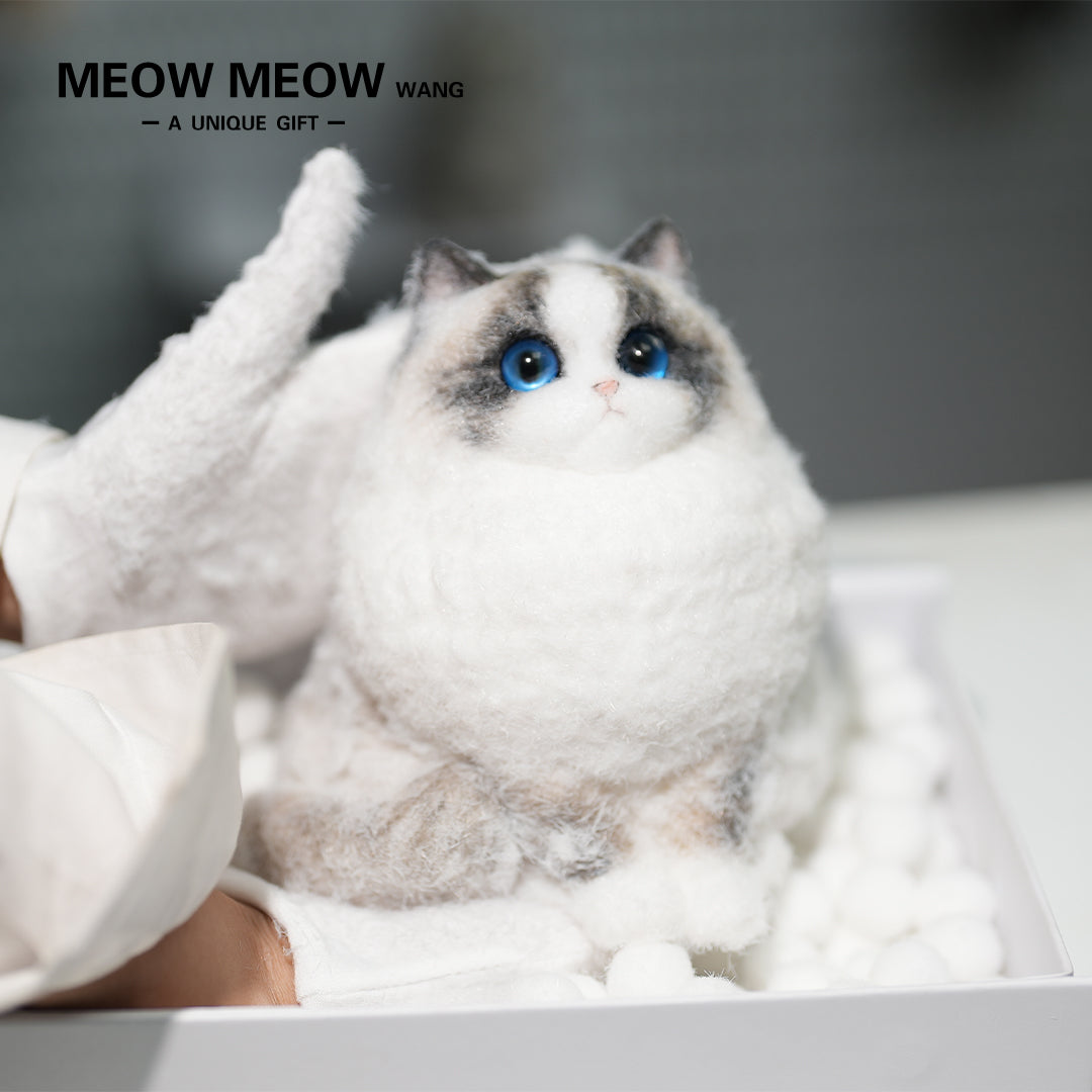 A12:Super Cute Chubby Long-haired Ragdoll Cat