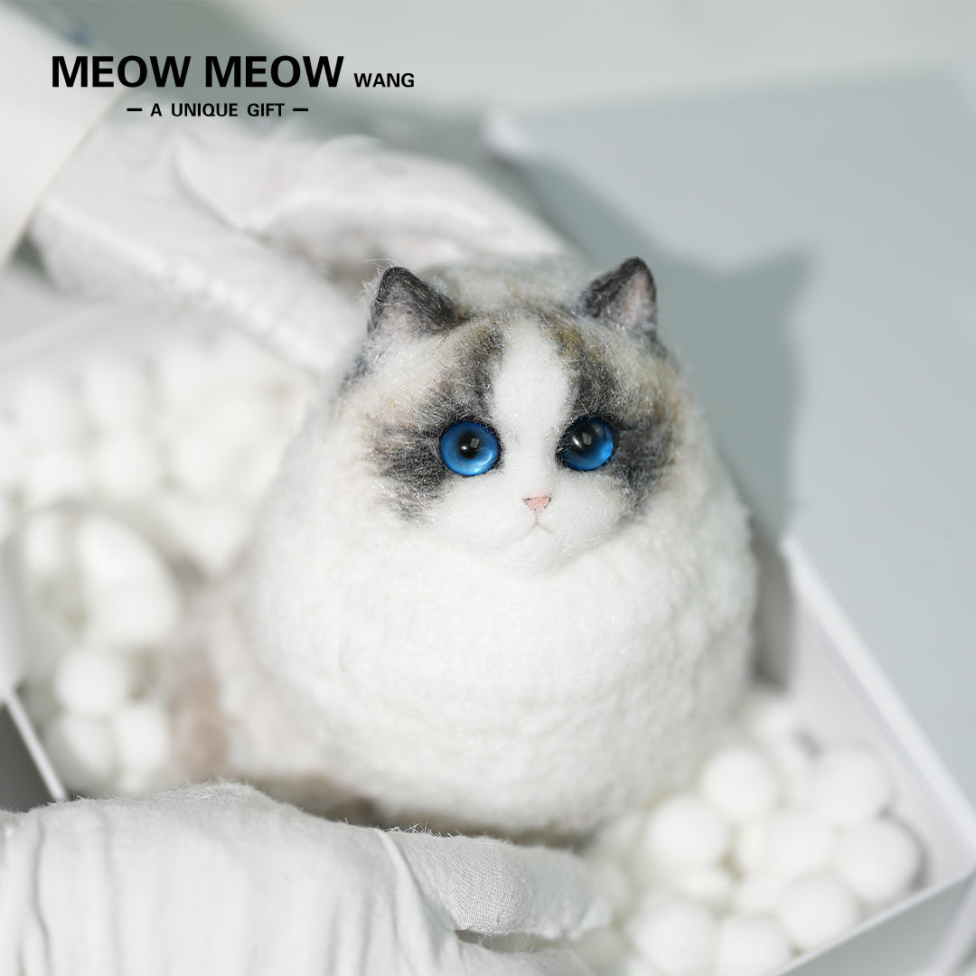 A12:Super Cute Chubby Long-haired Ragdoll Cat