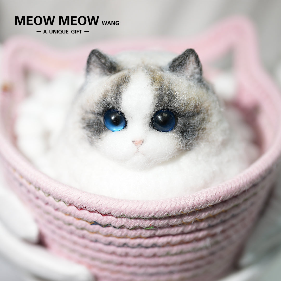 A12:Super Cute Chubby Long-haired Ragdoll Cat
