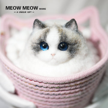 A12:Super Cute Chubby Long-haired Ragdoll Cat