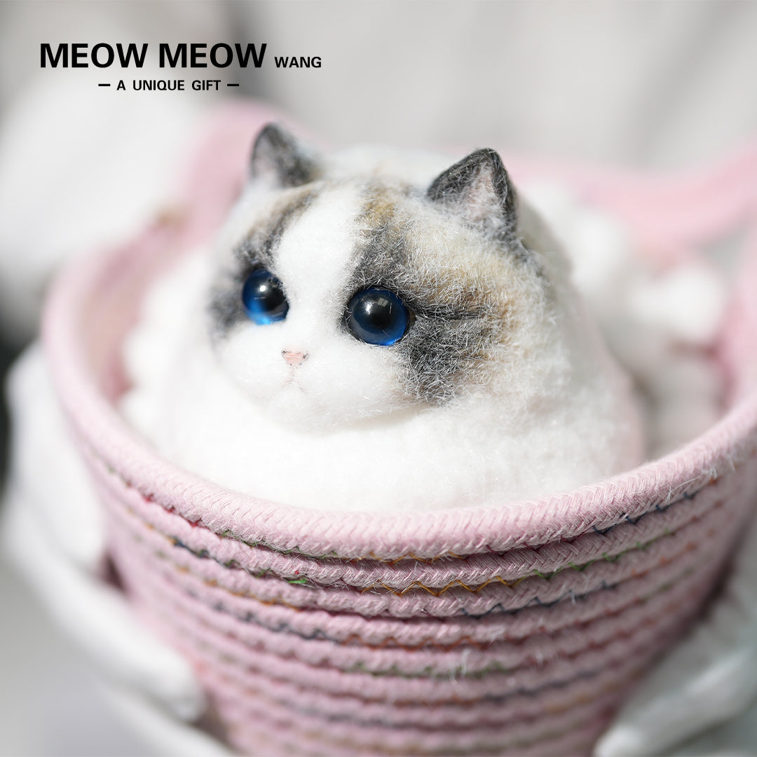 A12:Super Cute Chubby Long-haired Ragdoll Cat