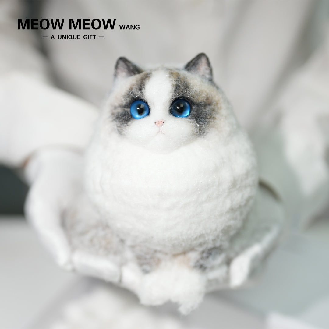 A12:Super Cute Chubby Long-haired Ragdoll Cat